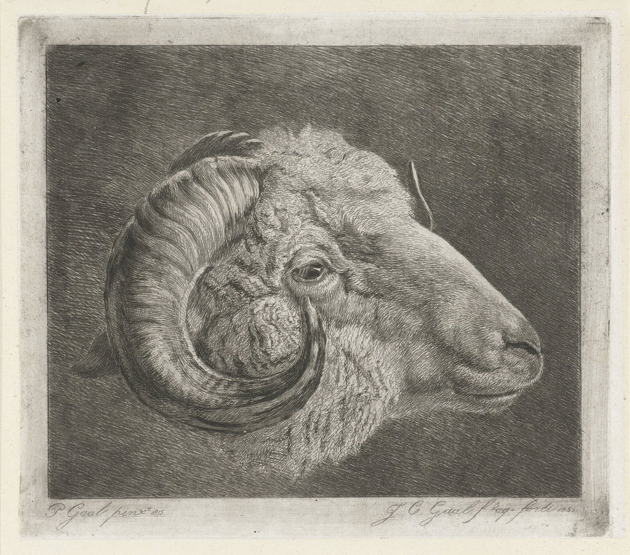 Göze doğru kavisli boynuzlu bir koç başı by Jacobus Cornelis Gaal