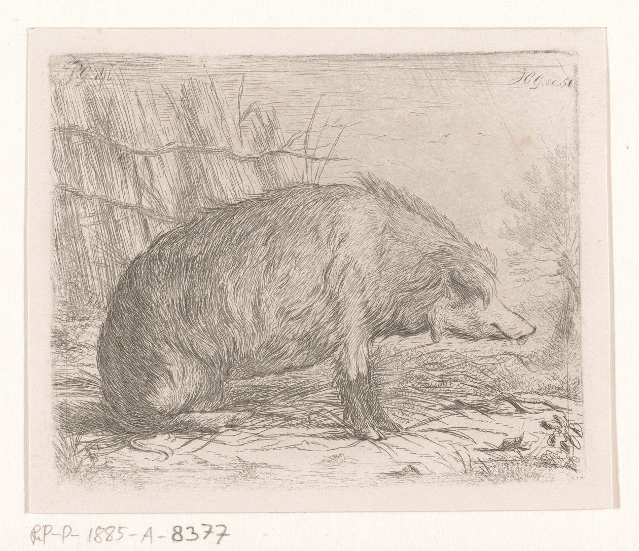 oturan yaban domuzu by Jacobus Cornelis Gaal