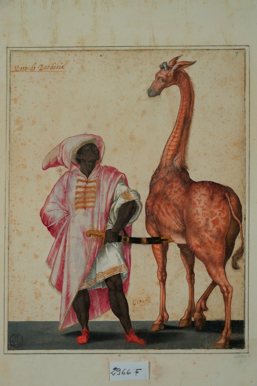 Zürafalı Berberi (kağıt üzerinde tempera) by Jacopo Ligozzi