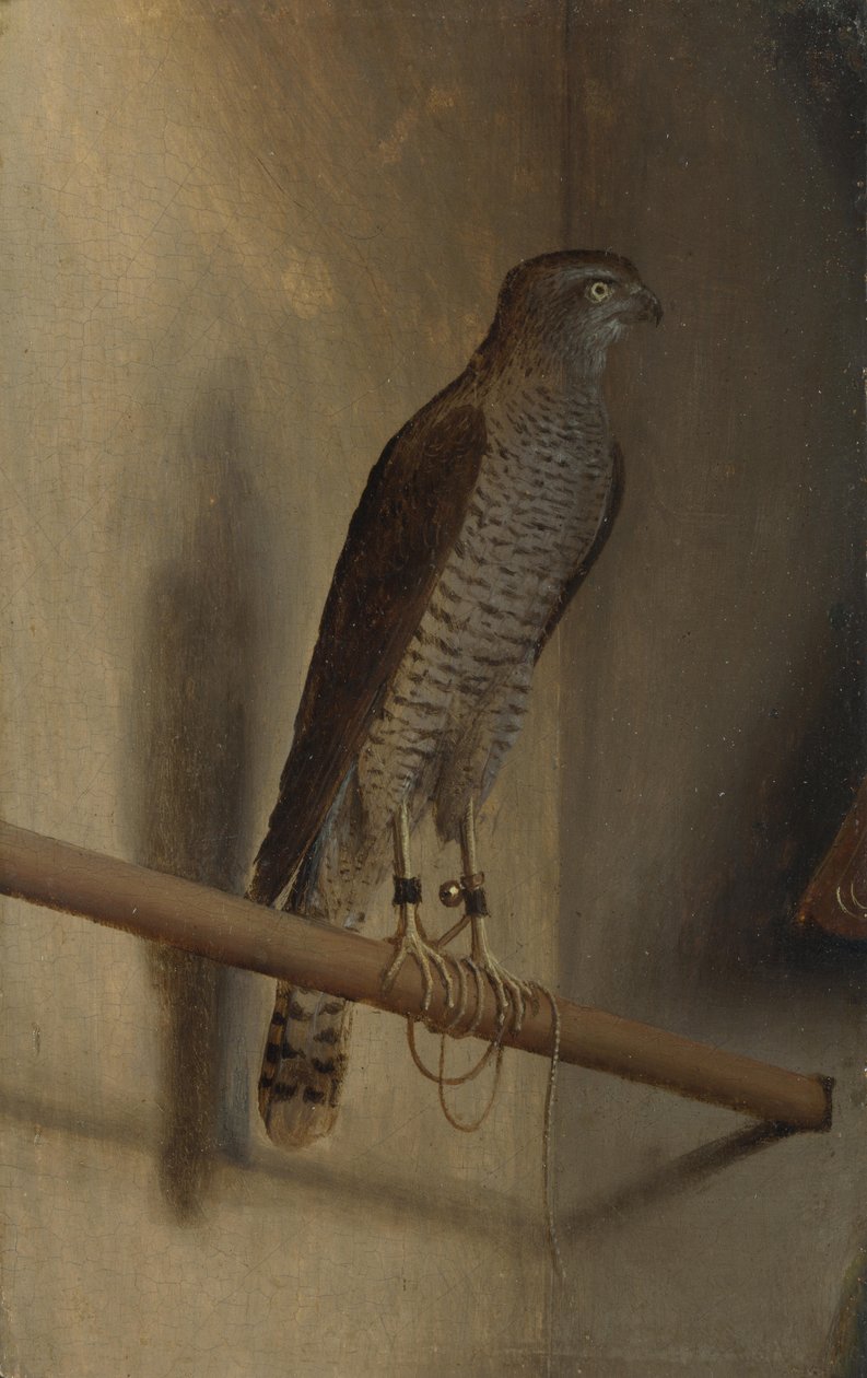 atmaca by Jacopo de Barbari