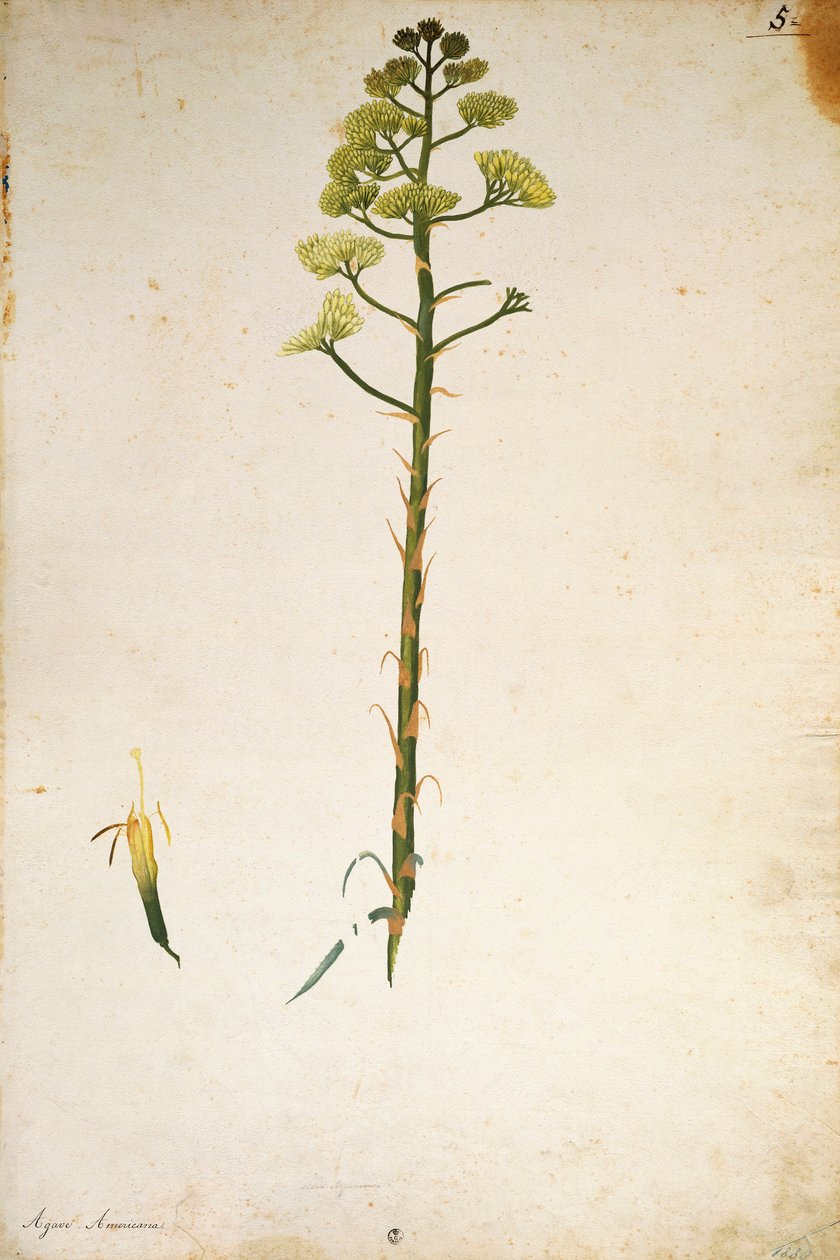 Yüzyıl bitki çiçeği (Agave americana), Jacopo Ligozzi tarafından by Jacopo Ligozzi