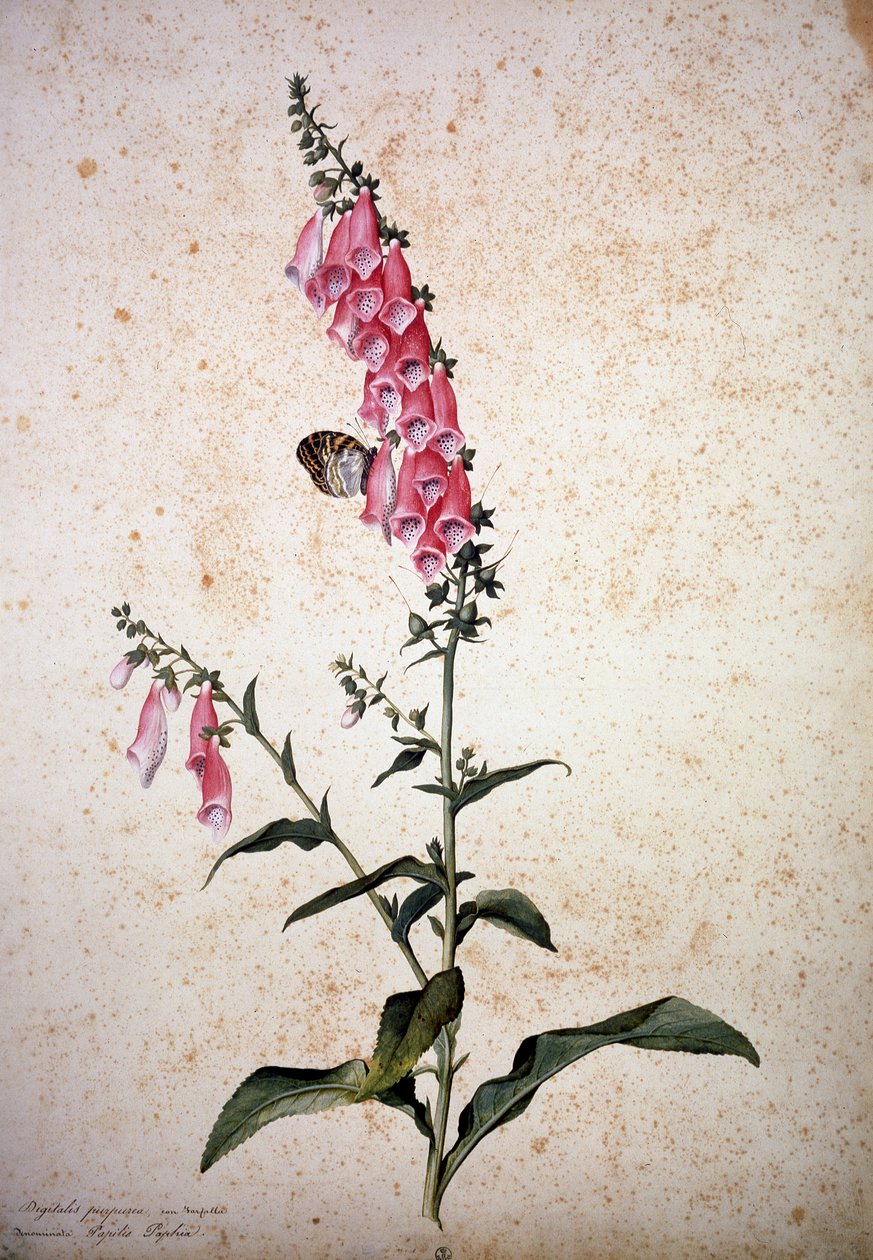 Herbaryum: Papilio paphia ile Digitalis purpurea by Jacopo Ligozzi