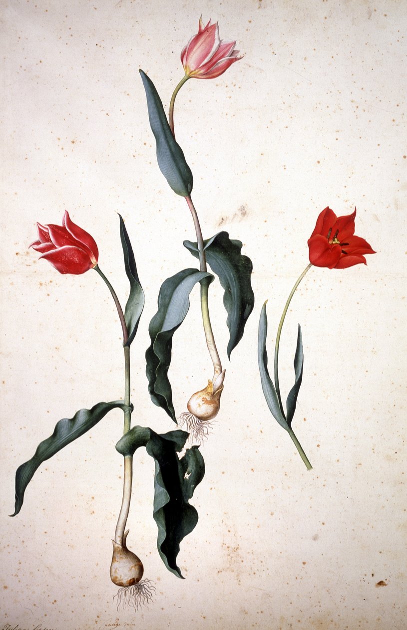 Herbaryum : Tulipa Gesneriana by Jacopo Ligozzi