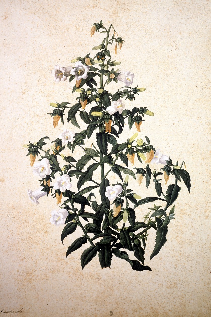Herbier: Çan çiçeği by Jacopo Ligozzi