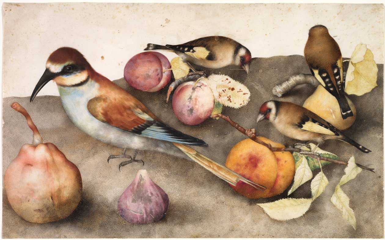 Kuşlar ve Meyveli Natürmort, c. 1650 (grafitli sulu boya, kurşun beyazı ile güçlendirilmiş) by Jacopo Ligozzi