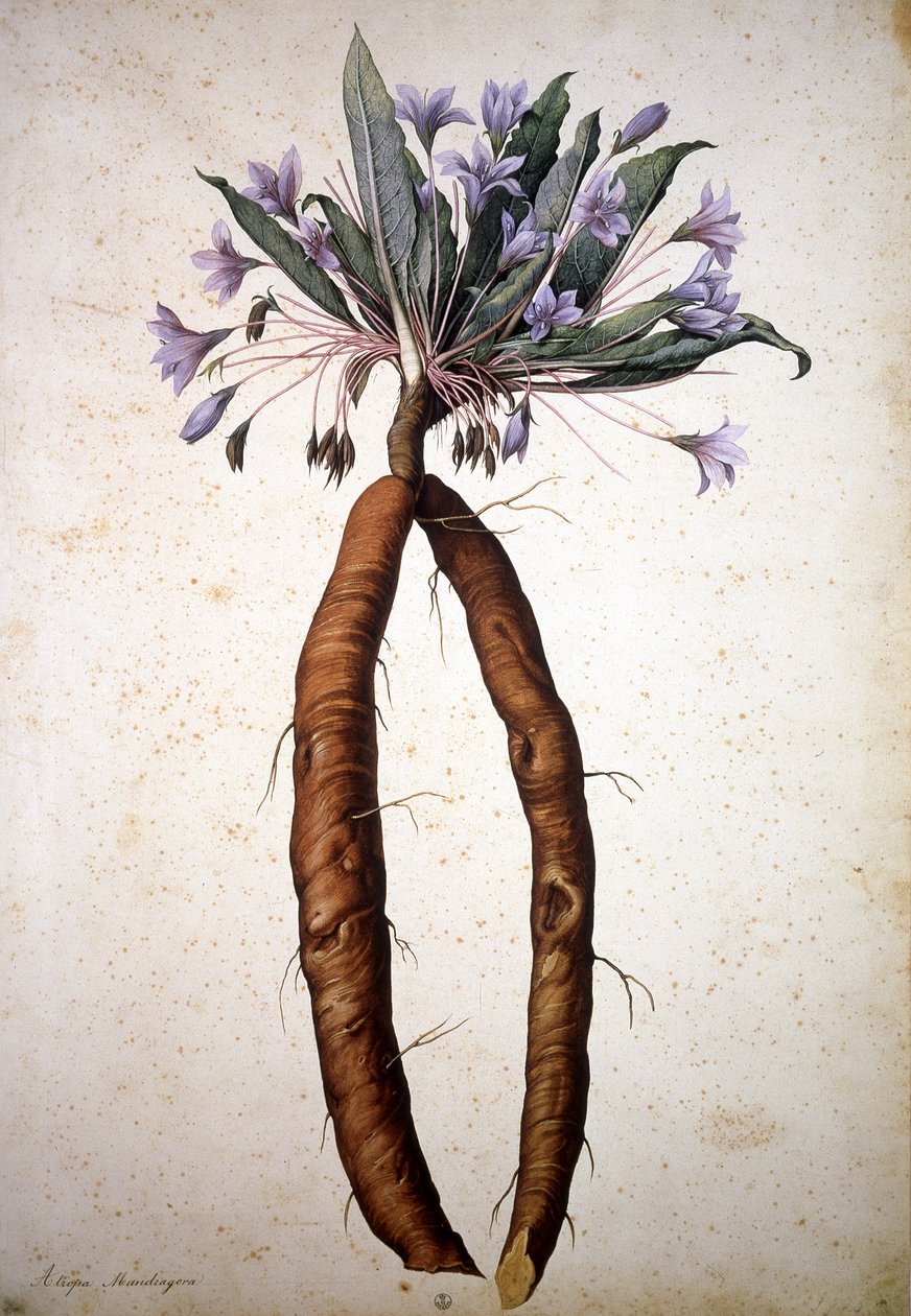 Bilinmeyen resim by Jacopo Ligozzi