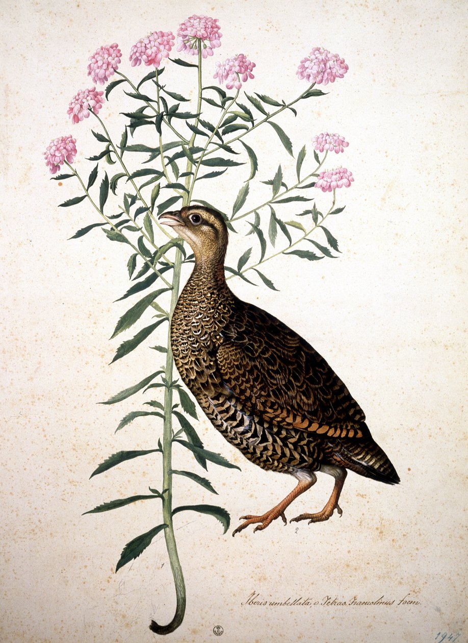 Bilinmeyen resim by Jacopo Ligozzi