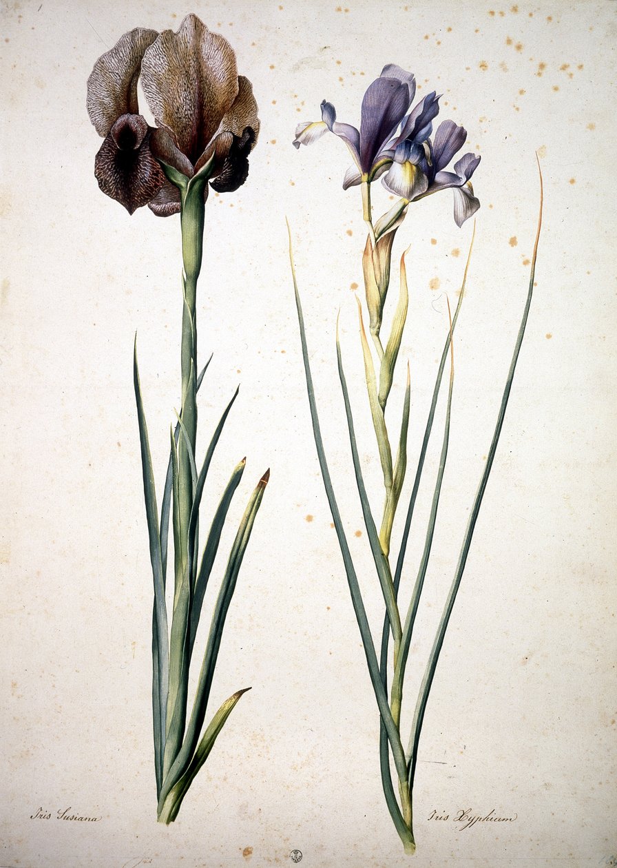 Bilinmeyen resim by Jacopo Ligozzi