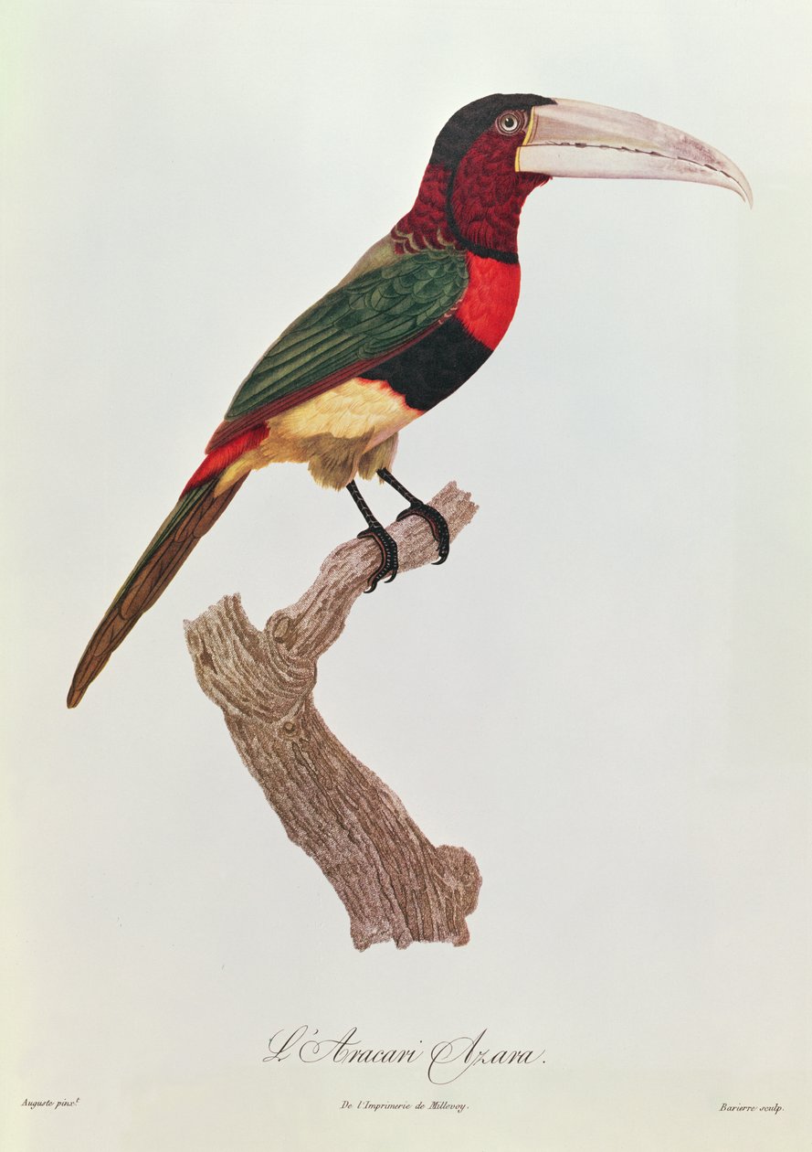Azara Aracari, Barriere tarafından oyulmuş (renkli gravür) by Jacques Barraband
