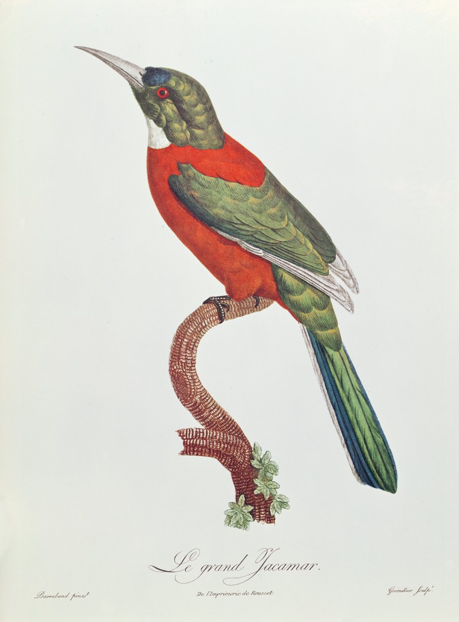 Gromillier tarafından oyulmuş Büyük Jacamar (renkli gravür) by Jacques Barraband