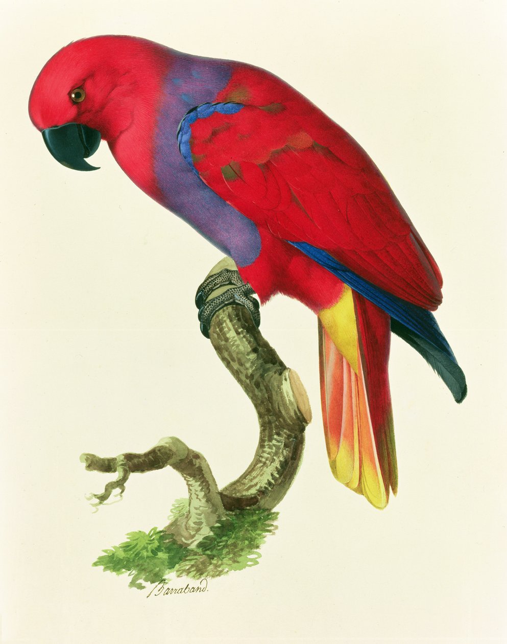 kırmızı papağan by Jacques Barraband