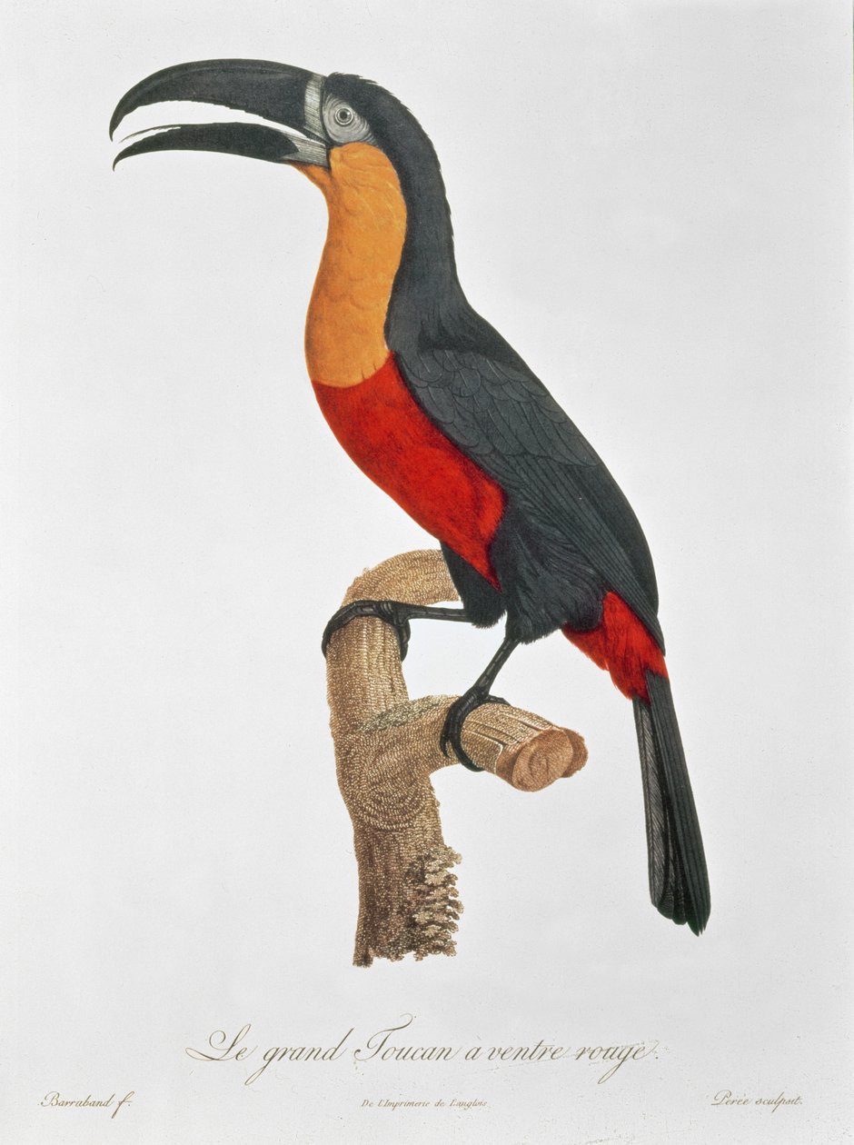 Toucan: Büyük Kırmızı Karınlı, Jacques Barraband by Jacques Barraband