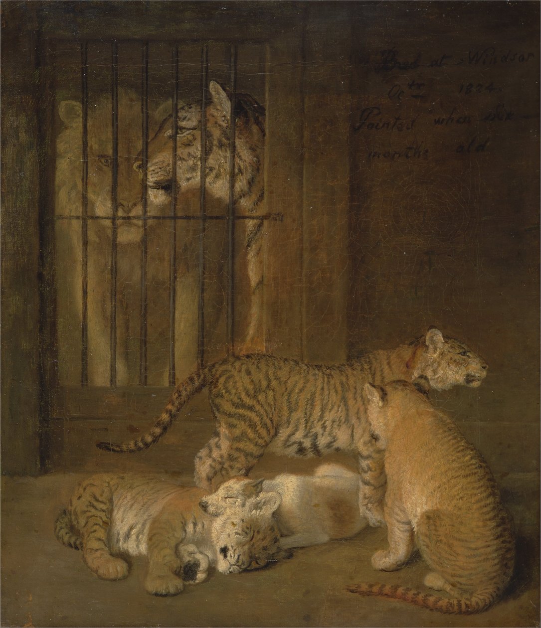 Aslan ve Kaplan Arasında Yetiştirilen Whelps Grubu by Jacques Laurent Agasse