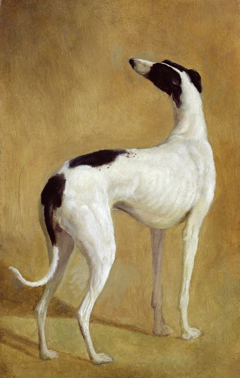Bir Tazı Çalışması by Jacques Laurent Agasse