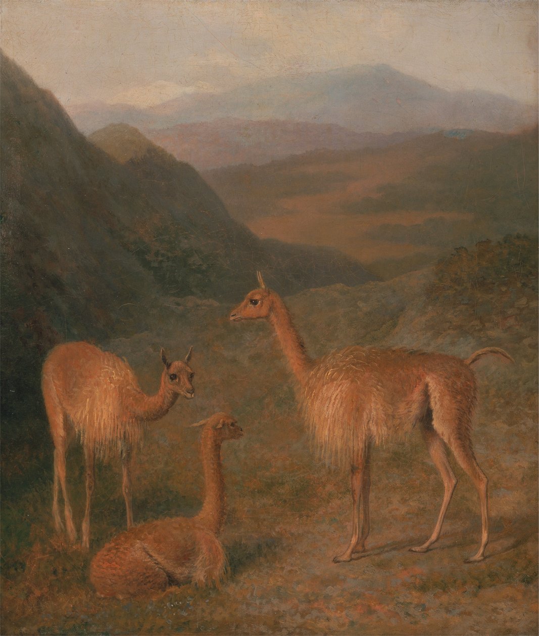 Vicunalar by Jacques Laurent Agasse