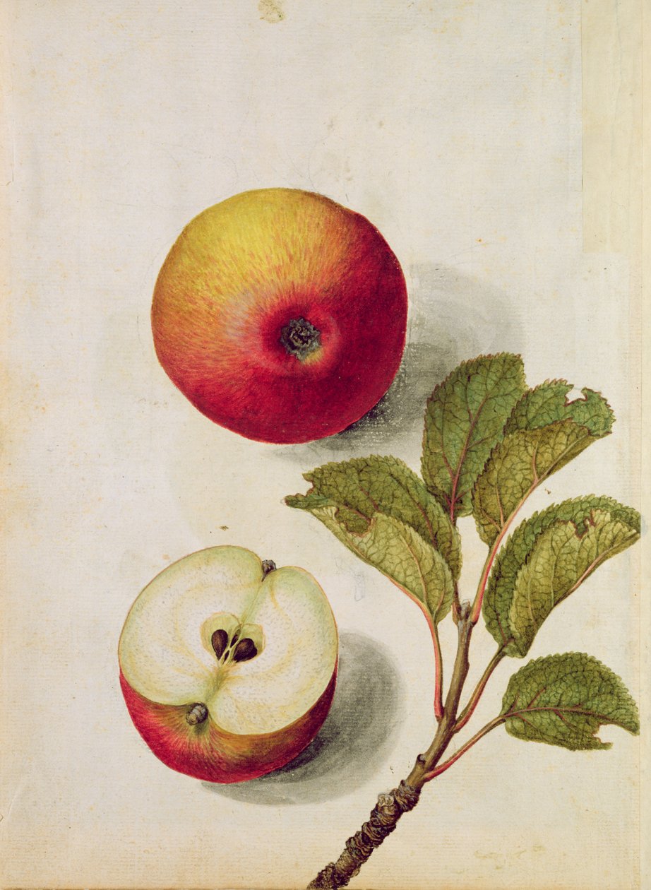 Elma: Pyrus malus, c.1568, by Jacques Le Moyne