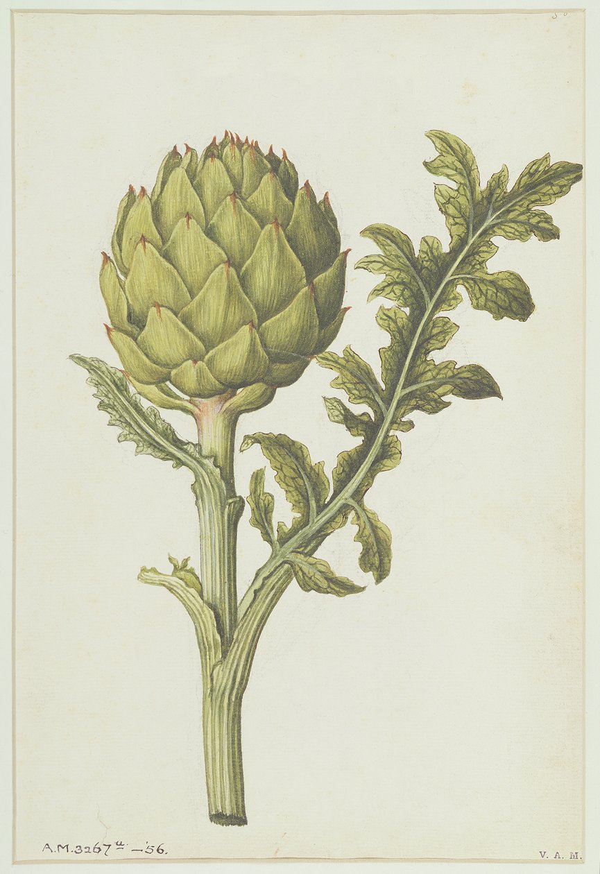 Enginar: Cynara scolymus, c.1568 by Jacques Le Moyne