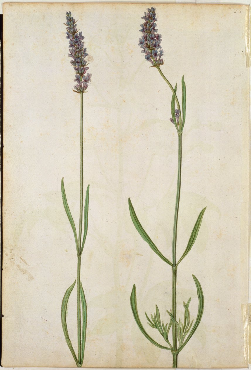 Lavandula officinalis (Eski İngiliz Lavanta), c.1568 by Jacques Le Moyne