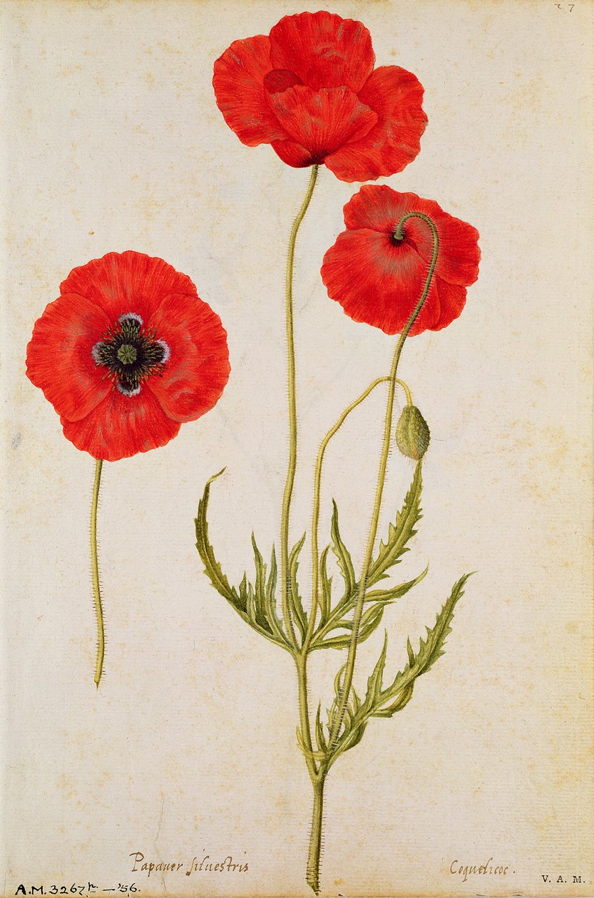Papaver rhoeas, c.1568 by Jacques Le Moyne