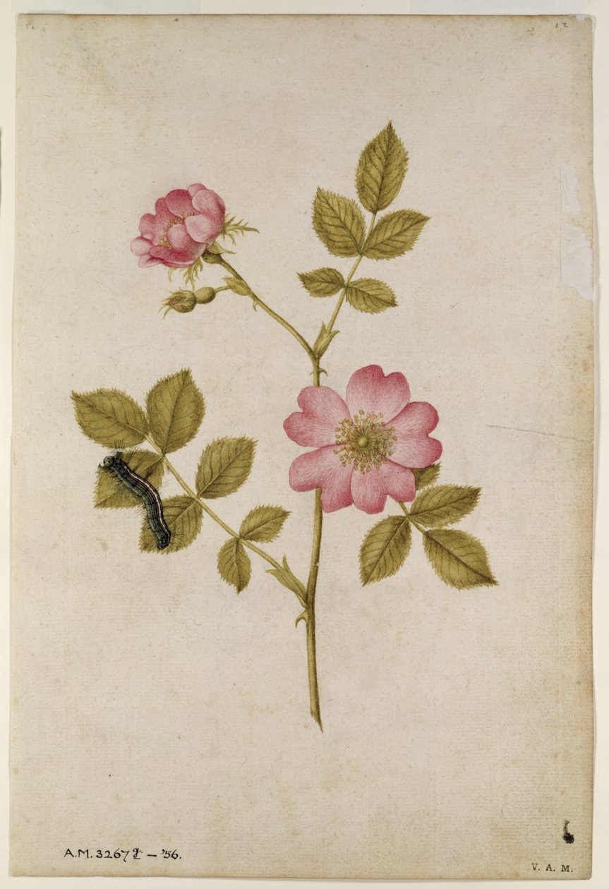 Rosa Canina - Dogrose ve Caterpillar (kağıt üzerinde kalem ve tuvalet) by Jacques Le Moyne