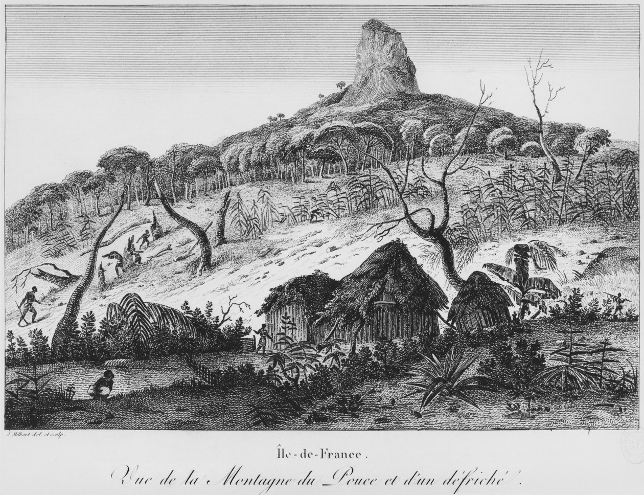 Pouce Dağı ve orman temizliğinin görünümü, Mauritius, 