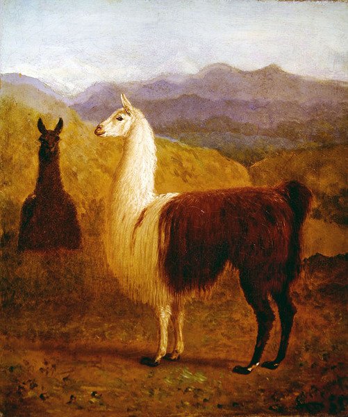 İki Lama (tuval üzerine yağlı boya) by Jacques Laurent Agasse