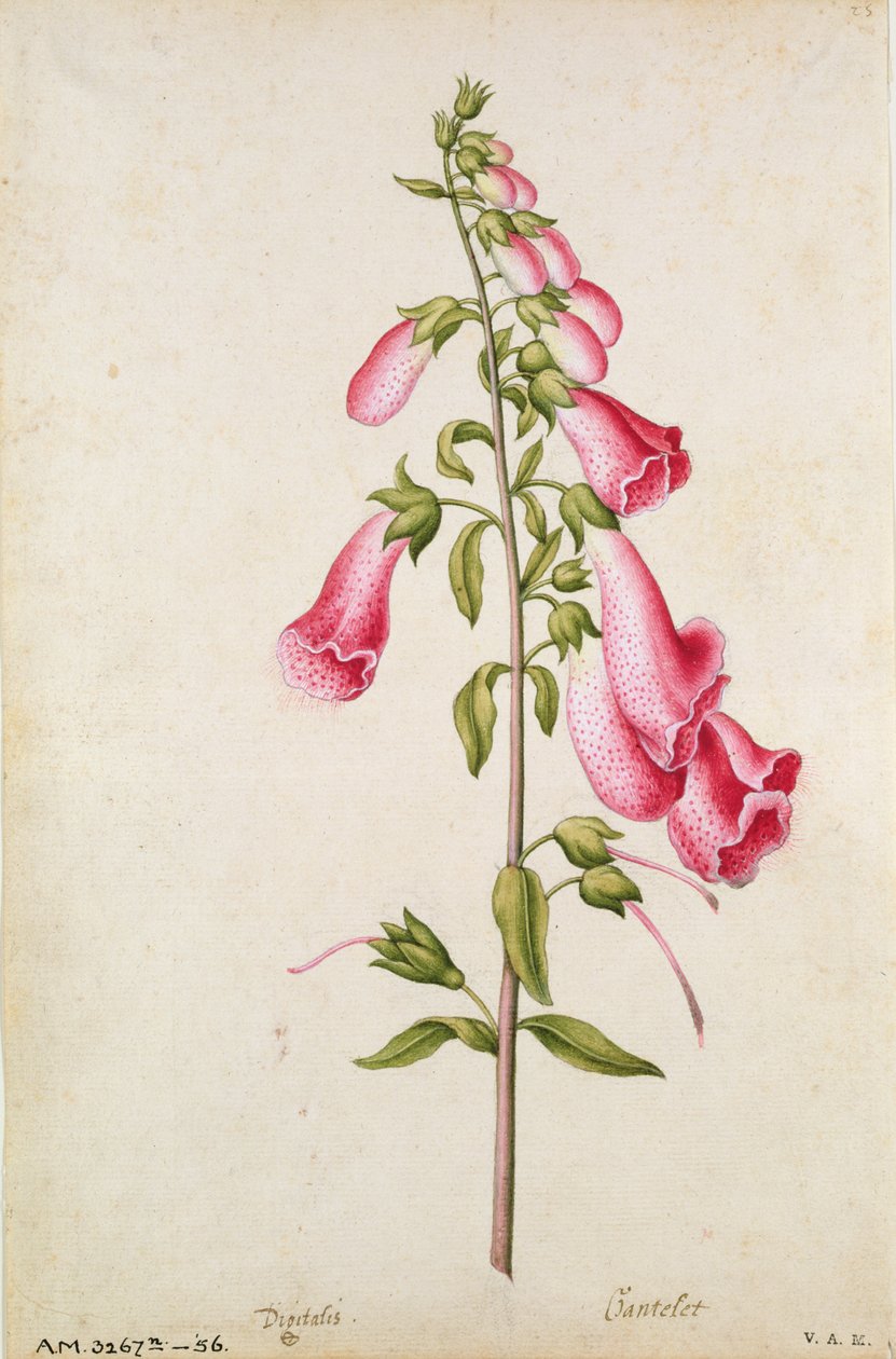 Yüksükotu: Digitalis purpurea, 1568 civarı, J.le Moyne de Morgues (1530-88 civarı) tarafından by Jacques (1533-88) Le Moyne