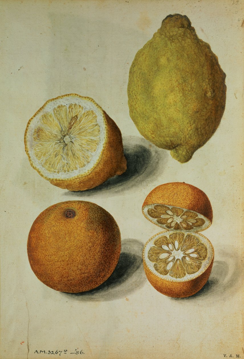  by Jacques (1533 88) Le Moyne