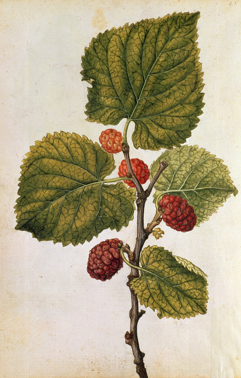  by Jacques (1533-88) Le Moyne