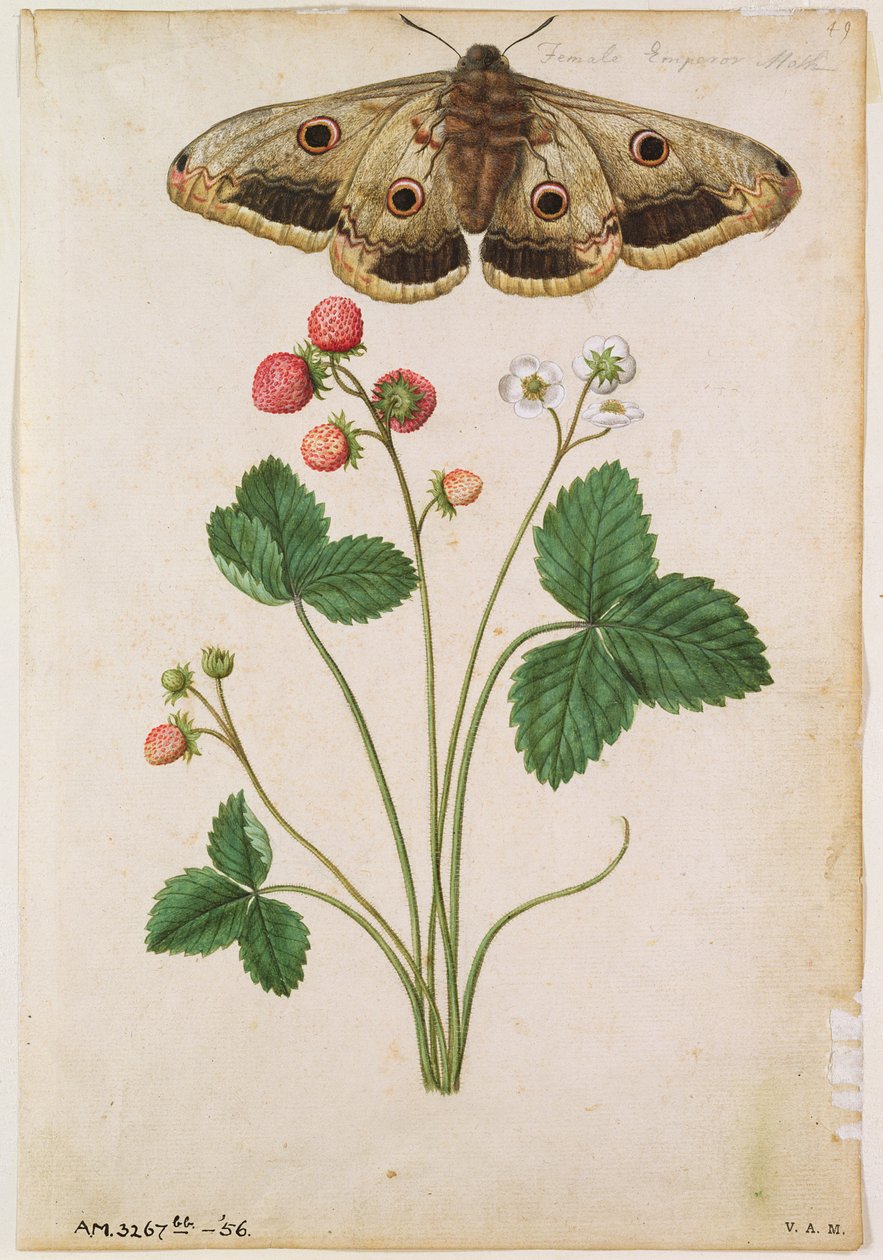 Çilek: Yabani (Fragaria vesca) ve Dişi İmparator Güvesi, 1568 civarı, J.le Moyne de Morgues (1530-88 civarı) by Jacques (1533-88) Le Moyne
