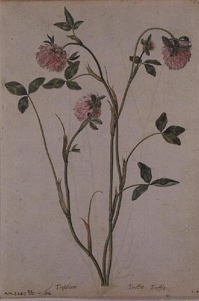 Trifolium pratense, c.1568 by Jacques  Le Moyne
