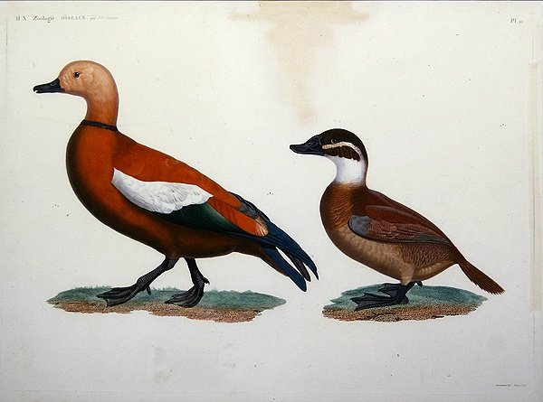 Casarca Ördeği by Jacques (after) Barraband