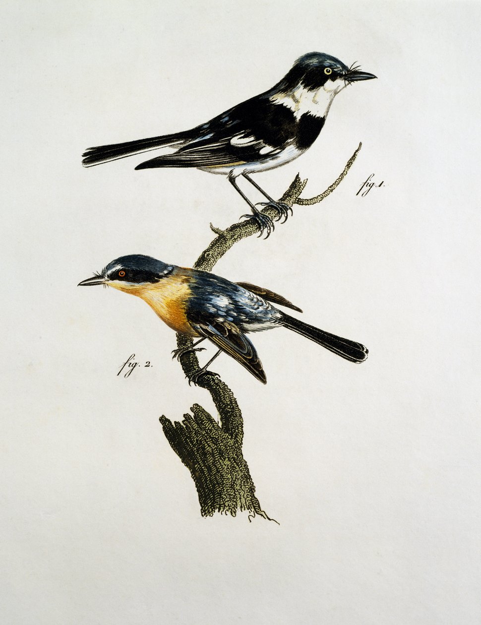 Pririt Batis