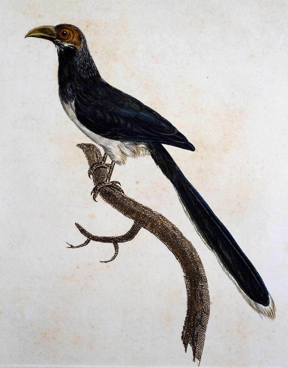 Kırmızı yüzlü Malkoha (Phaenicophaeus pyrrhocephalus) by Jacques (after) Barraband