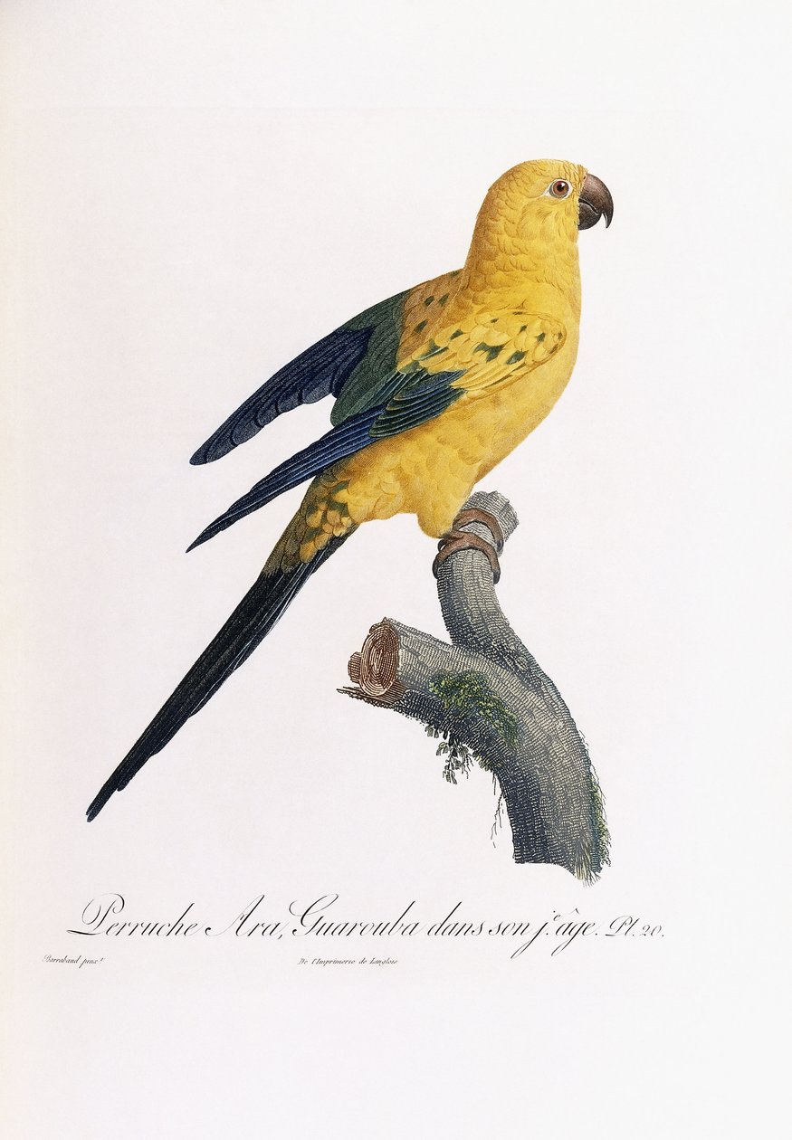 Altın Muhabbet kuşu, Ara Guarouba, erken yaşta by Jacques Barraband