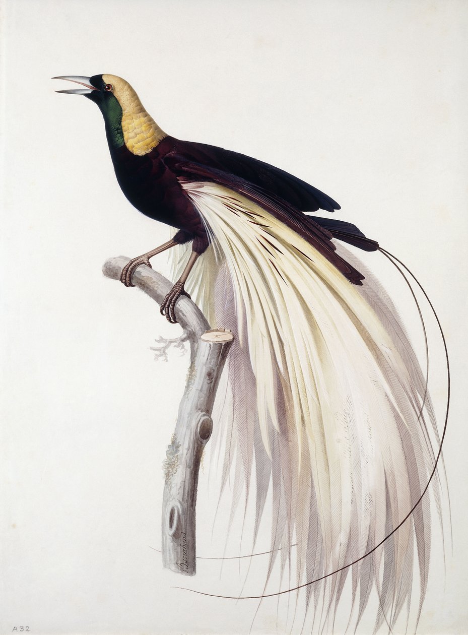 Büyük Cennet Kuşu, Erkek by Jacques Barraband