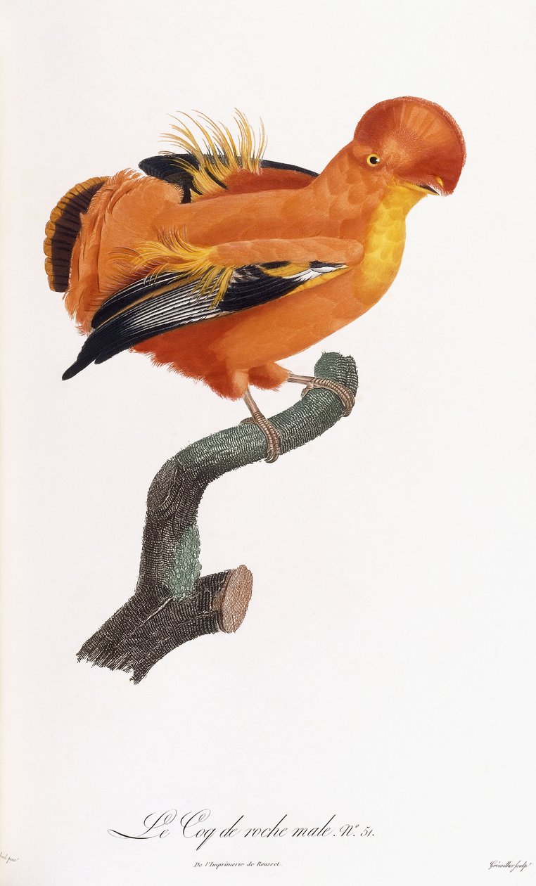 Erkek Cock-of-the-rock by Jacques Barraband