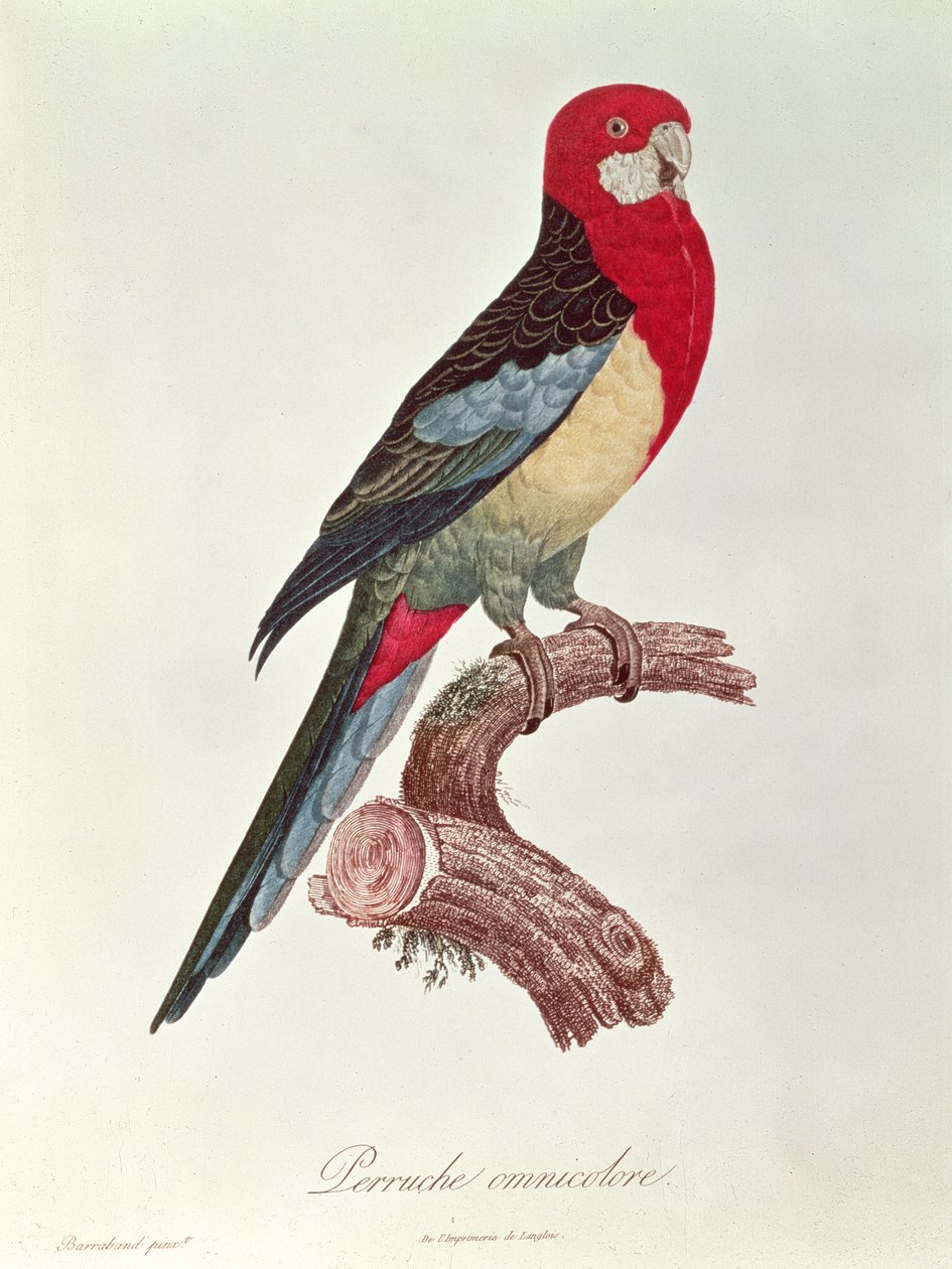Çok renkli muhabbet kuşu by Jacques Barraband