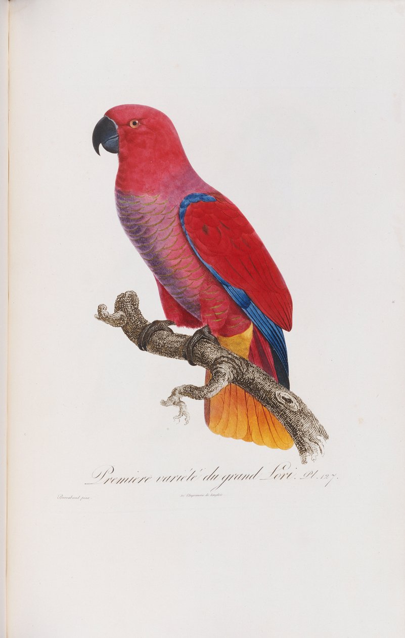 Premiere variete du Grand Lori, Langlois tarafından oyulmuş, c.1801-05 by Jacques Barraband