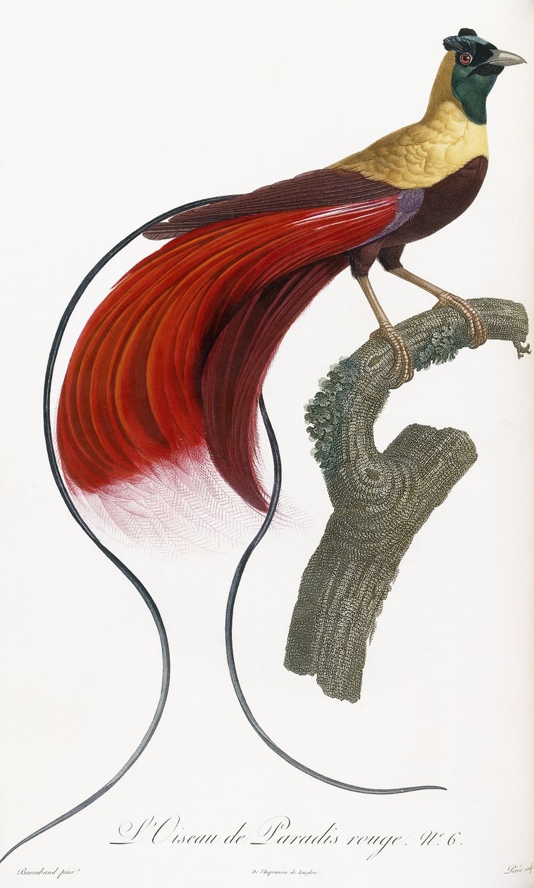 Kırmızı Cennet Kuşu by Jacques Barraband