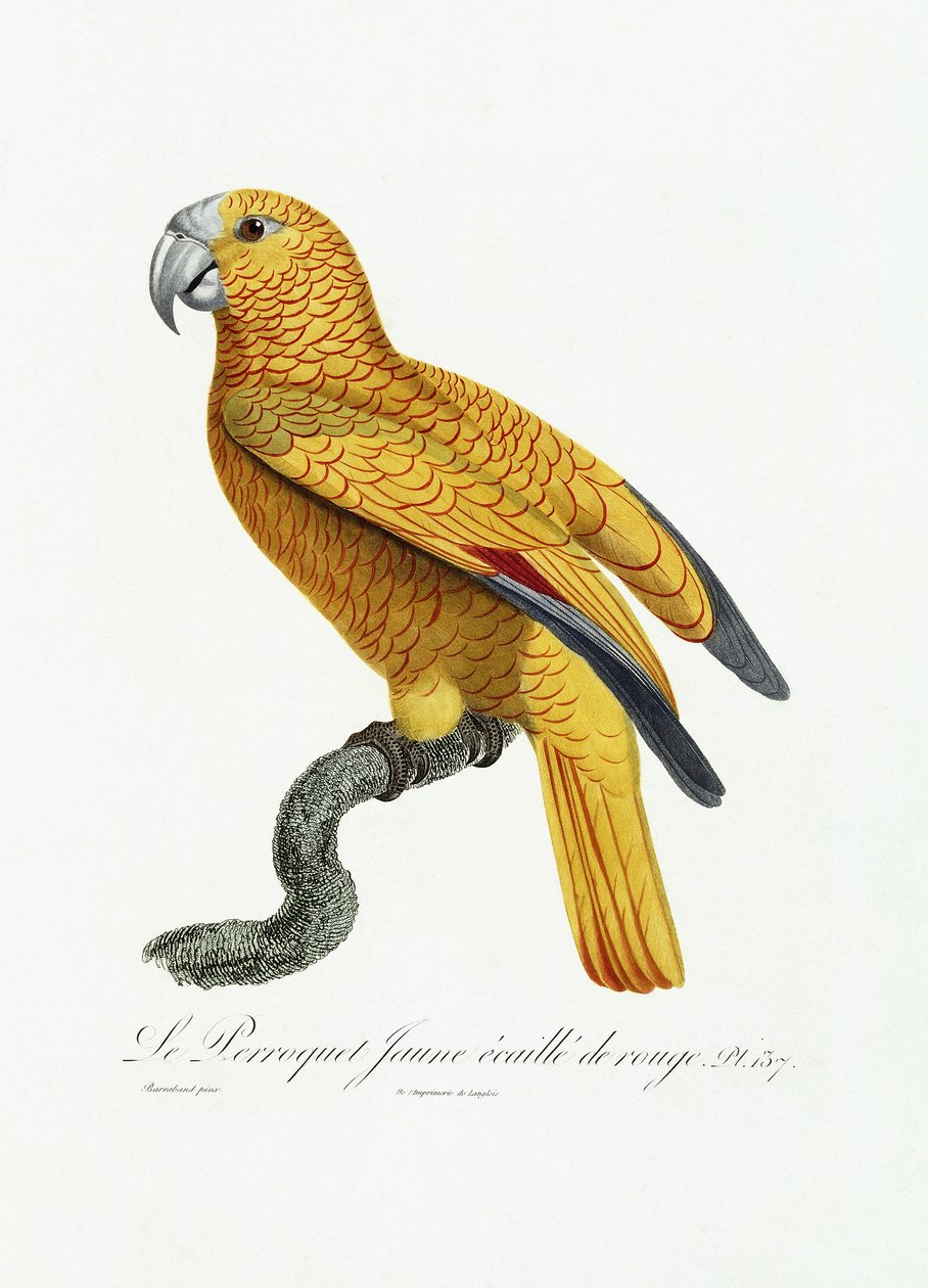Sarı ve Kırmızı Papağan, c.1801-05 by Jacques Barraband