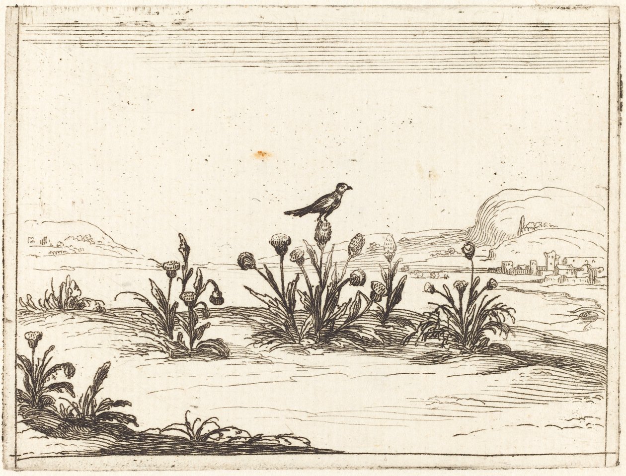 Devedikeni üzerinde tünemiş kuş by Jacques Callot