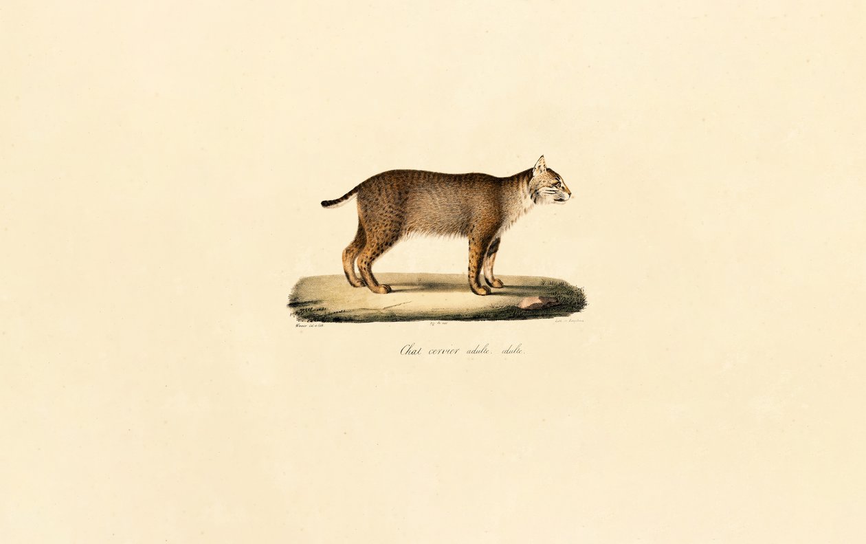 Yetişkin Bobcat by Jacques Christophe Werner