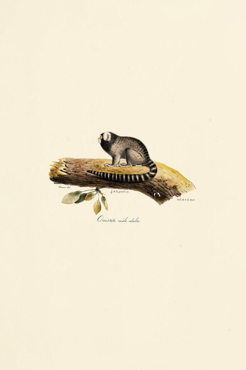 Yetişkin Erkek Bayağı Marmoset by Jacques Christophe Werner