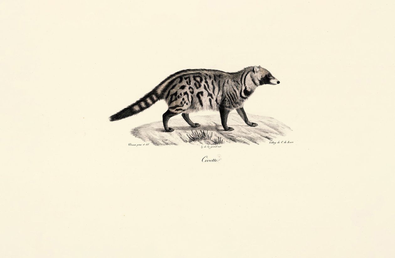 Afrika Misk Kedisi (Civettictis civetta) by Jacques Christophe Werner