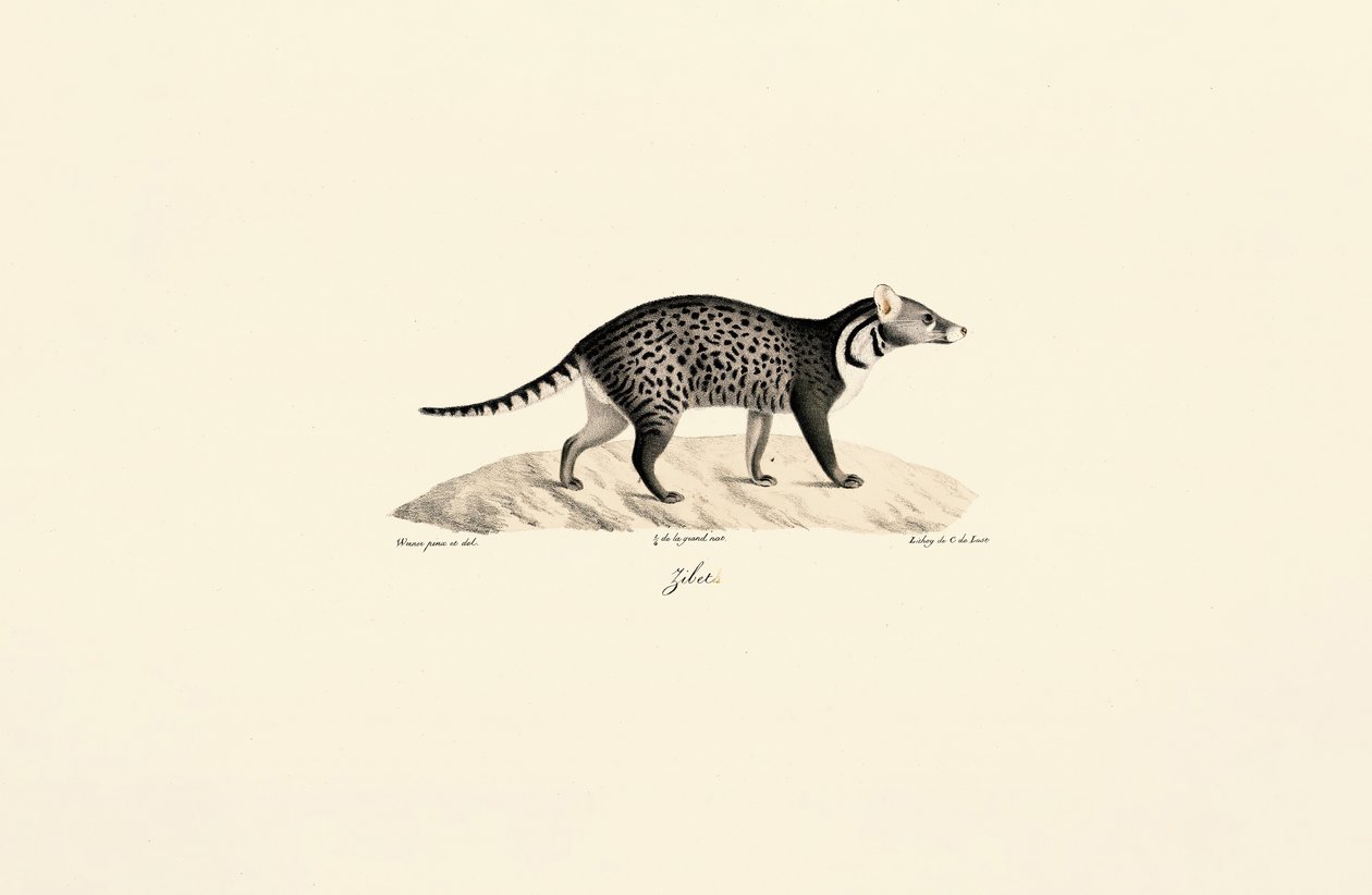 Afrika Misk kedisi by Jacques Christophe Werner