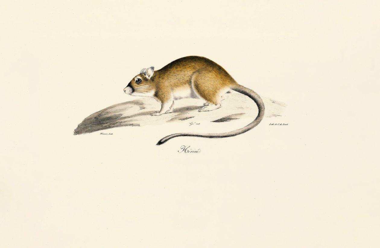 Afrika Gerbil