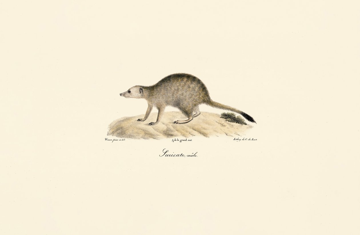 Afrika Firavun Faresi (Erkek) by Jacques Christophe Werner