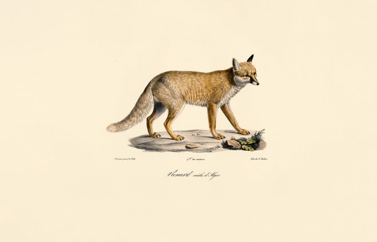 Cezayir Kızıl Tilkisi by Jacques Christophe Werner