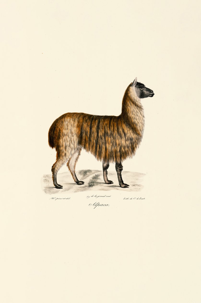 Alpaka (Vicugna pacos) by Jacques Christophe Werner